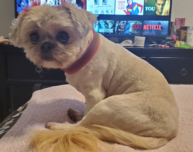 Posh Poodle Pet Grooming